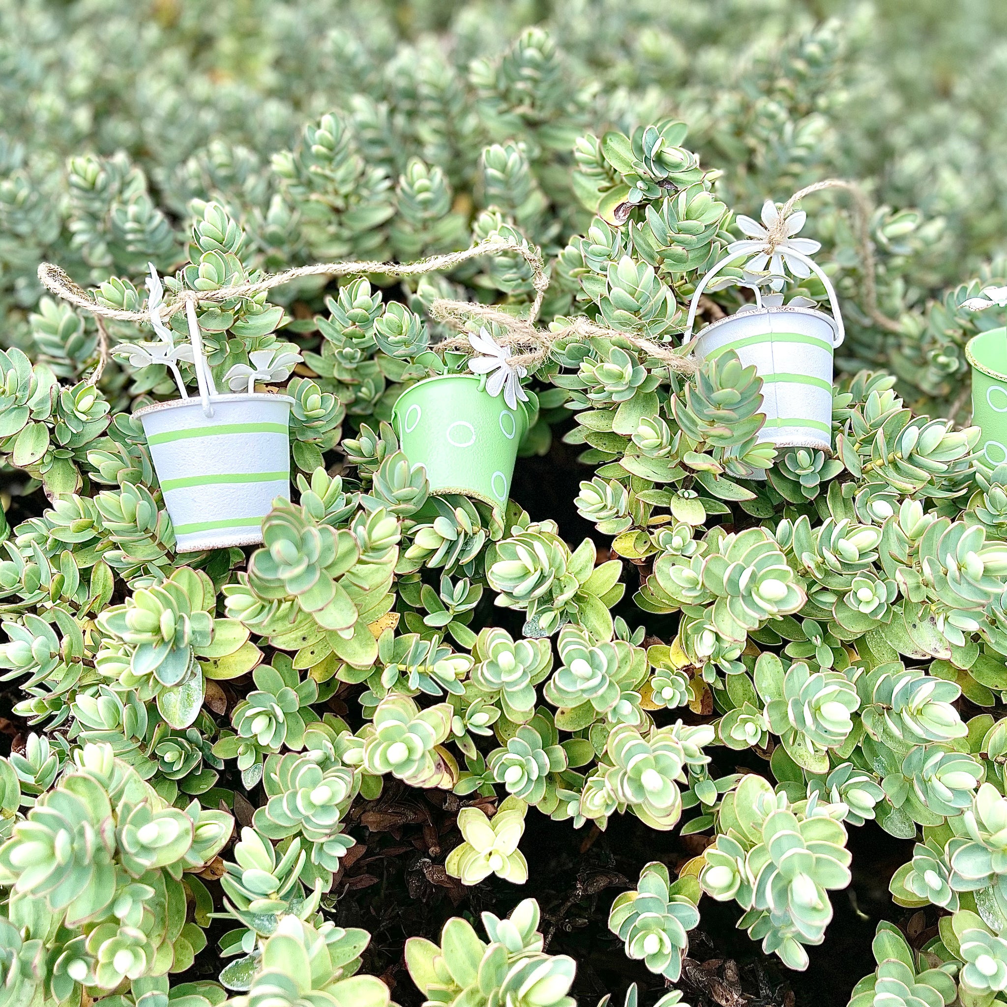 Bucket & Daisy Garland