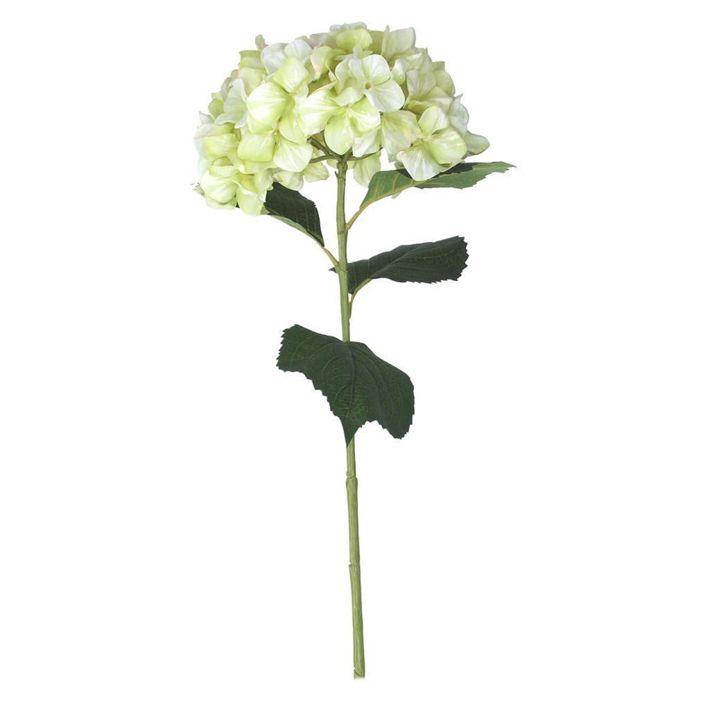 Pale Green Giant Hydrangea Stem