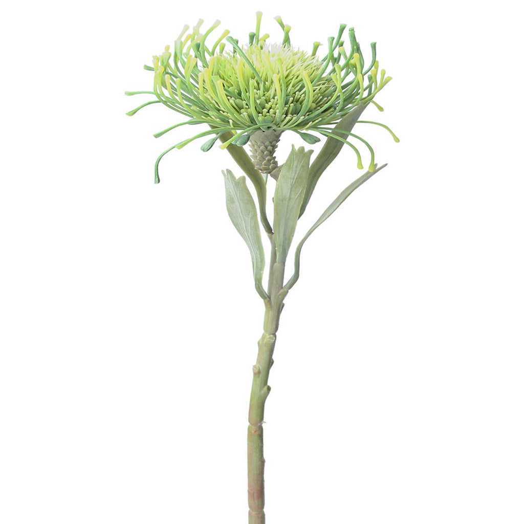 Green Needle Protea Stem
